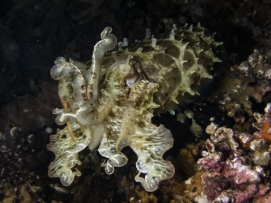 Ascarosepion latimanus